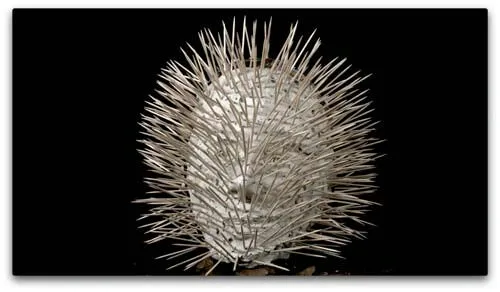 Der rotierende Kutscher