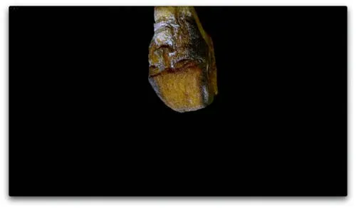 Der rotierende Kutscher